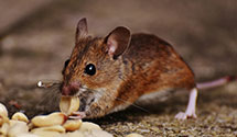 24 Hour & Emergency Exterminators in Internal Revenue Service, PA